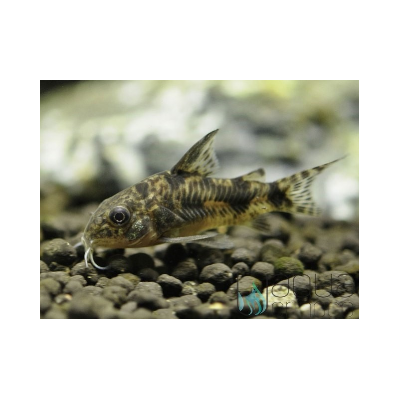 5x Corydoras paleatus