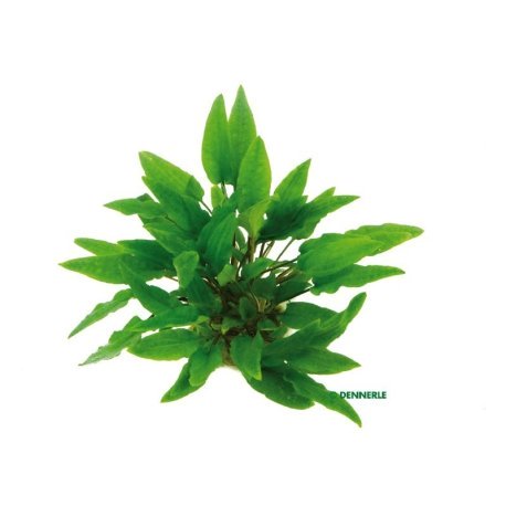 Cryptocoryne wendtii Green