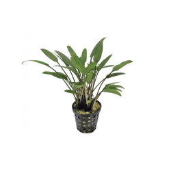 Cryptocoryne Nevillii Cryptocoryne Nevillii
