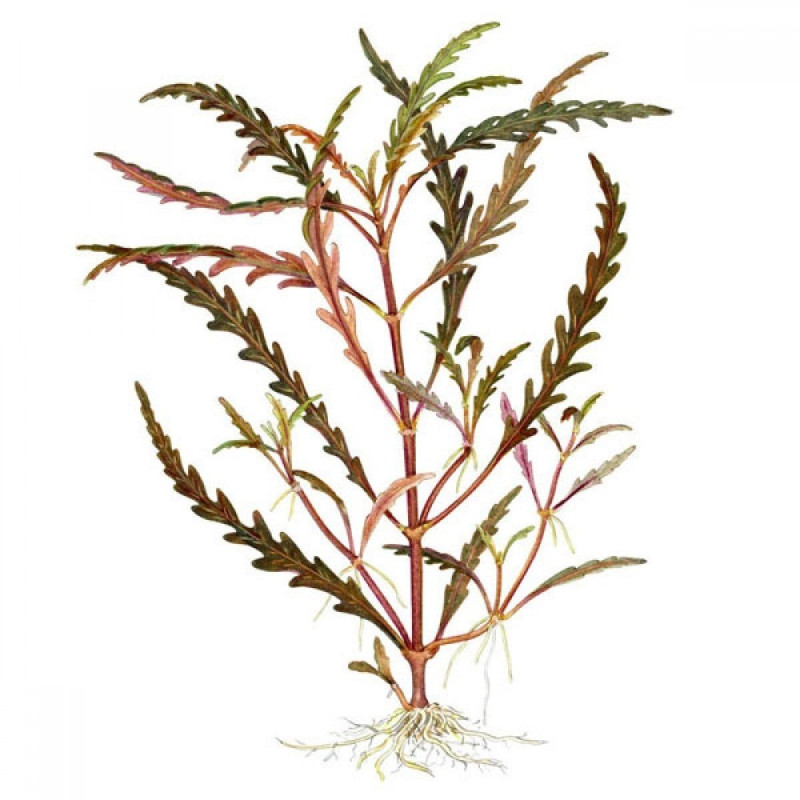 Hygrophila pinnatifida