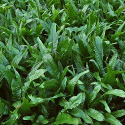 Microsorum pteropus
 Productor-Tropica