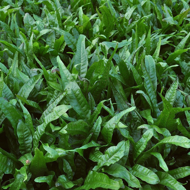 Microsorum pteropus
