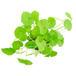 Hydrocotyle leucocephala Hydrocotyle leucocephala