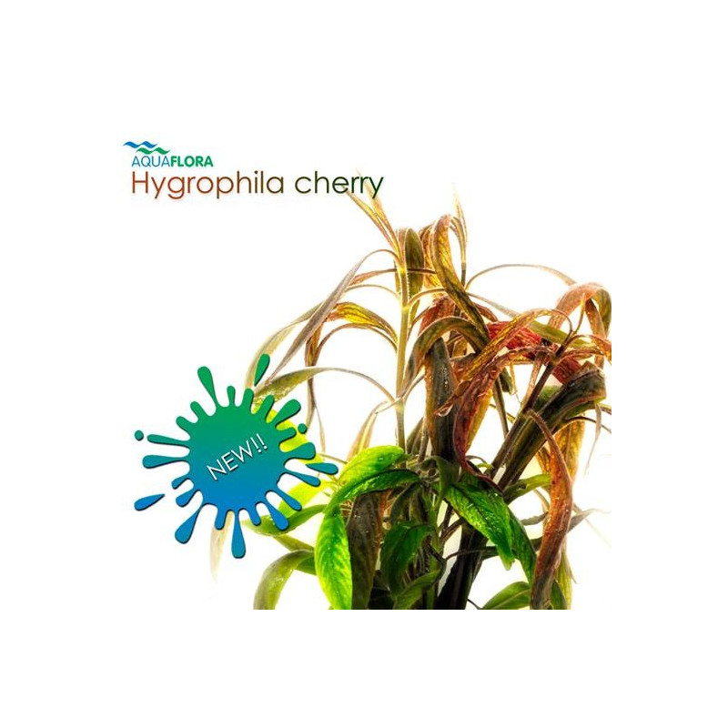 Hygrophila sp. Red Cherry