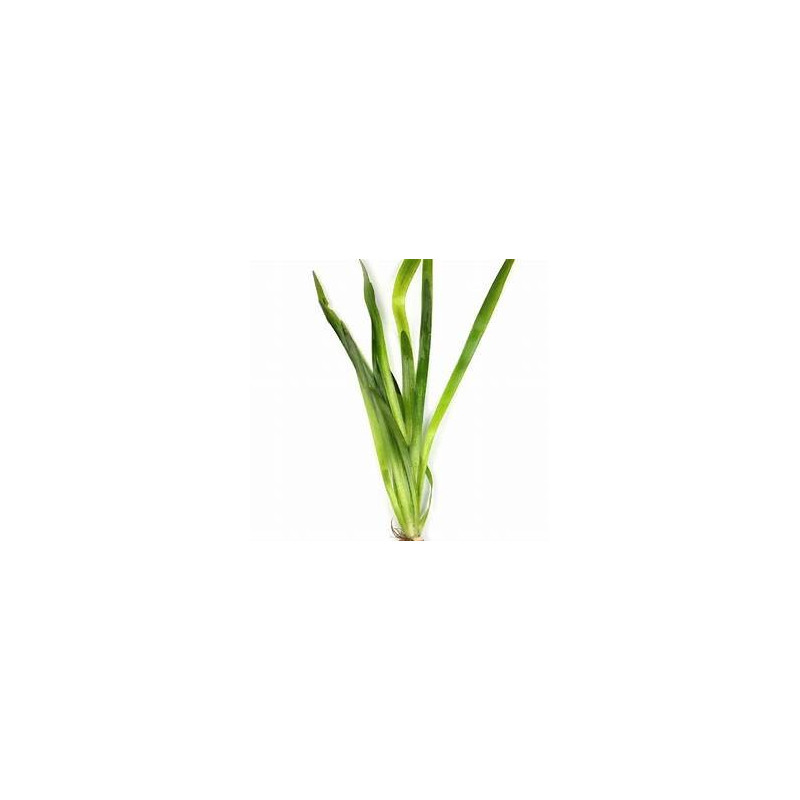 Vallisneria australis Gigantea