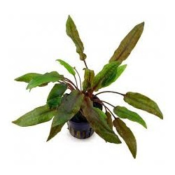 Cryptocoryne affinis  - Dennerle Cryptocoryne affinis  - Dennerle