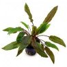 Cryptocoryne affinis  - Dennerle