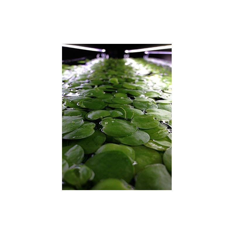 Porción de Limnobium laevigatum Porción de Limnobium laevigatum