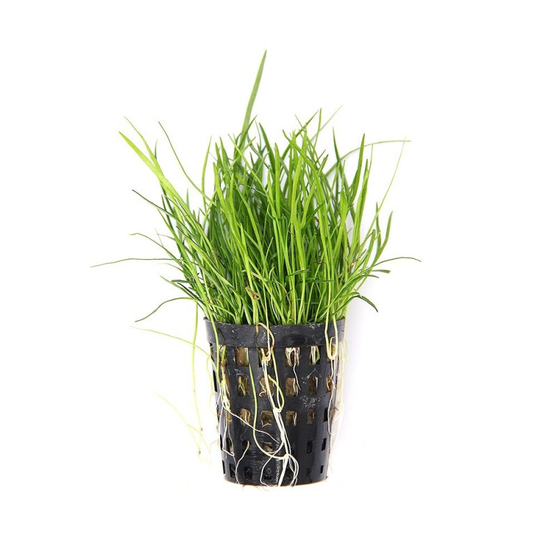 Lilaeopsis mauritiana Dennerle