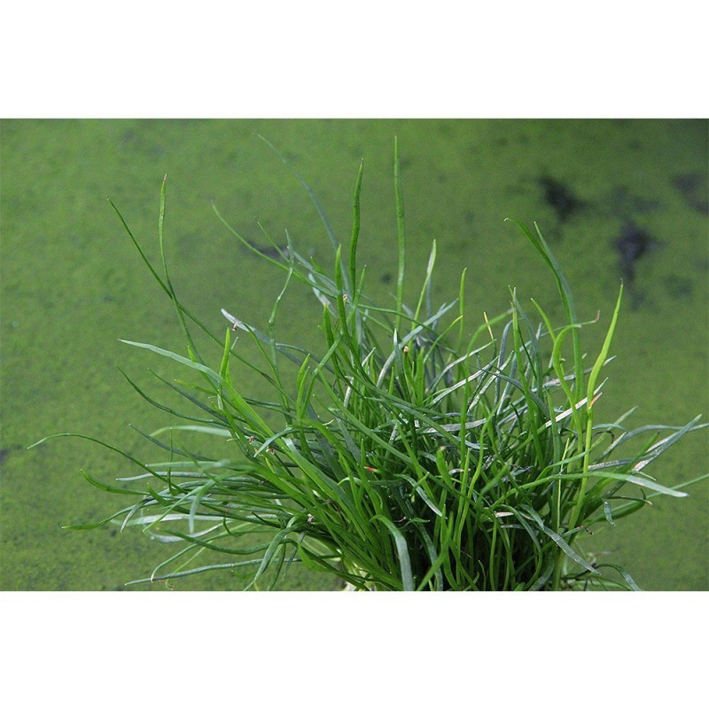 Lilaeopsis mauritiana Dennerle