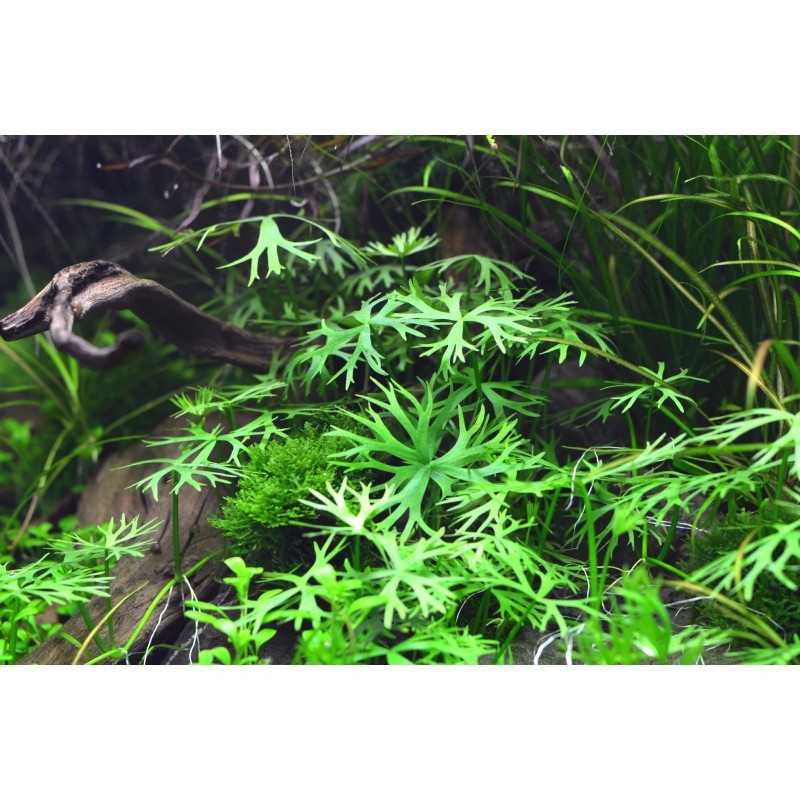 Eleocharis Pusilla - In Vitro - Dennerle