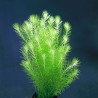 Mayaca Fluviatilis Ring - Dennerle