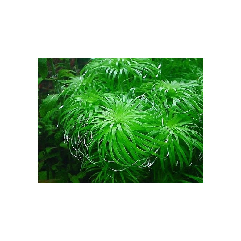 Tonina fluviatilis Tonina fluviatilis