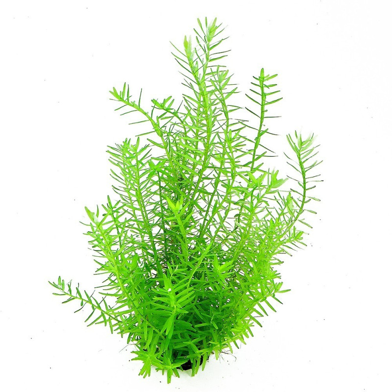 Hottonia palustris Dennerle Hottonia palustris Dennerle