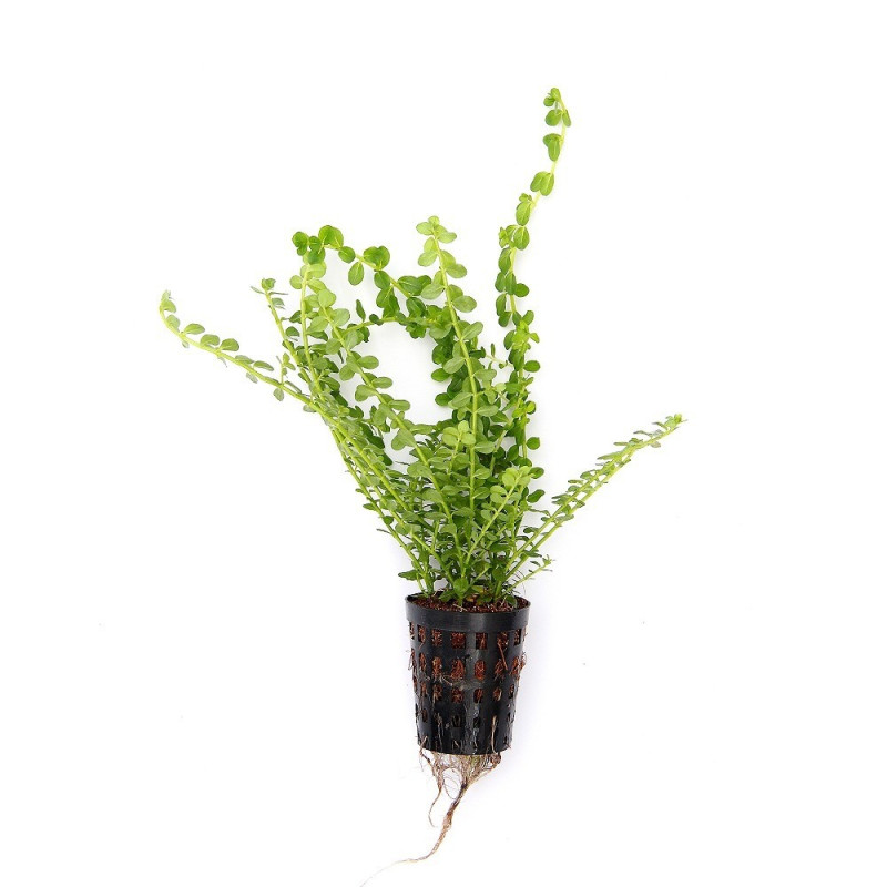 Hottonia palustris Dennerle