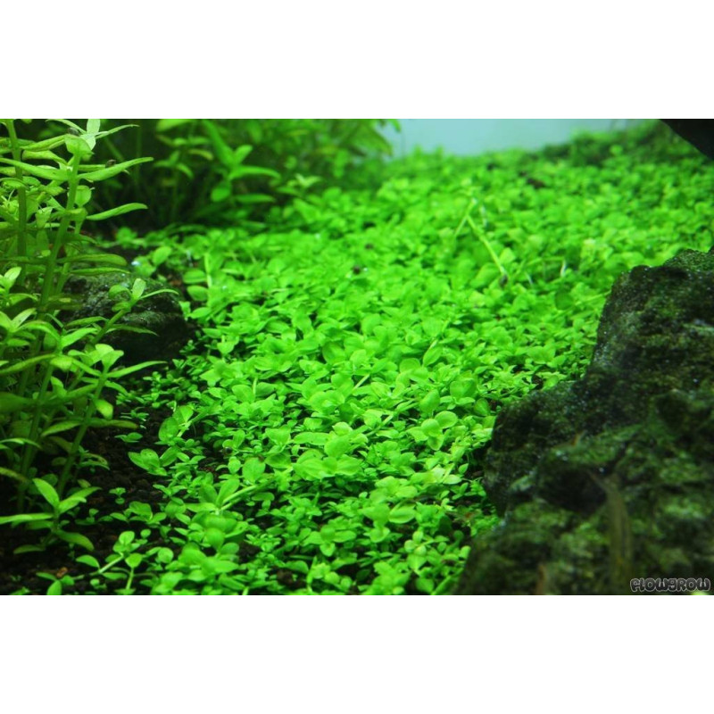 Especificación de micranthemum. Monte Carlo Especificación de micranthemum. Monte Carlo