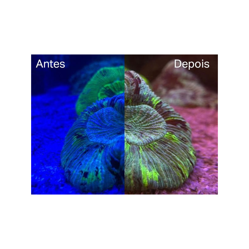 Coral Colour Lens - Mantis