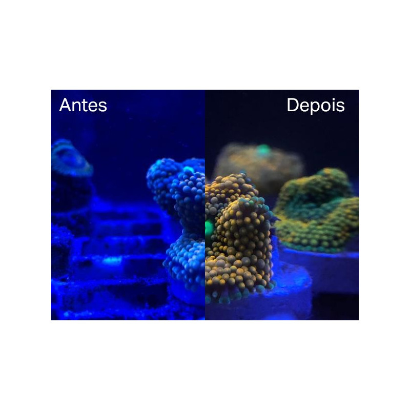 Coral Colour Lens - Mantis