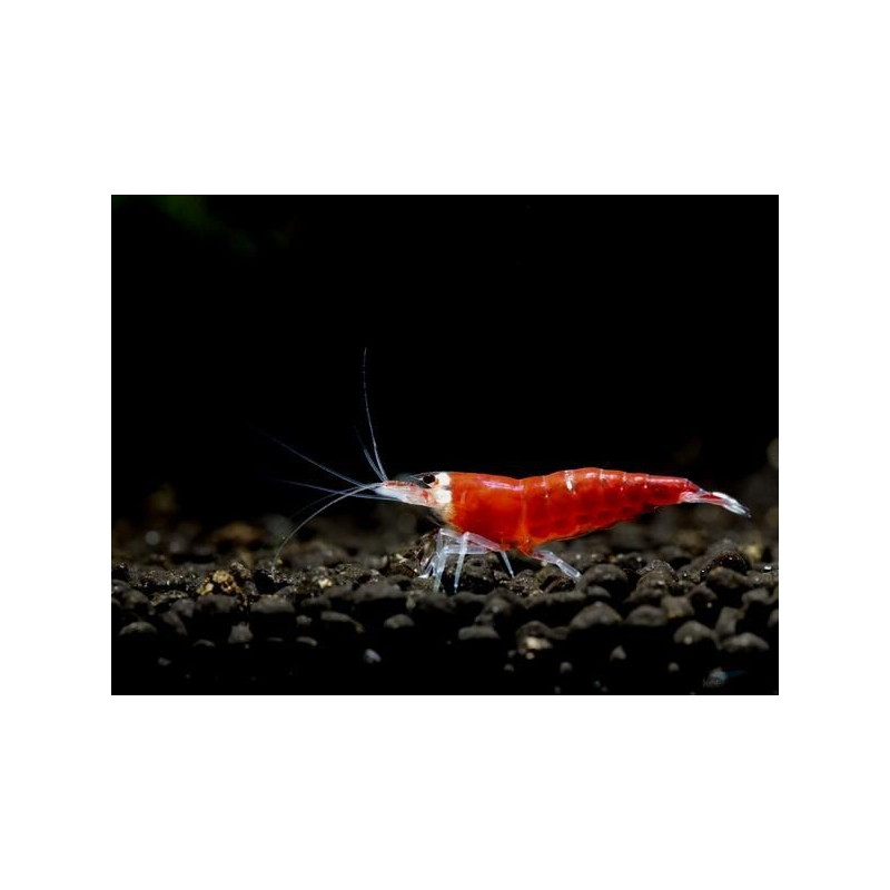 Neocaridina Super Crystal Red Neocaridina Super Crystal Red