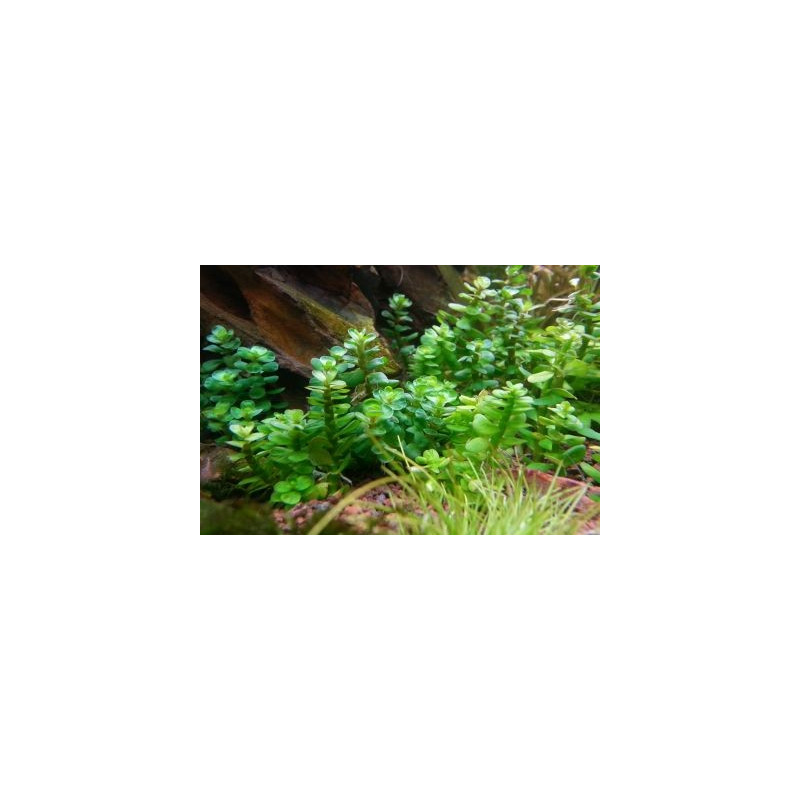 Ammania sp. 'Bonsai' / Rotala indica / Rotala Bonsai