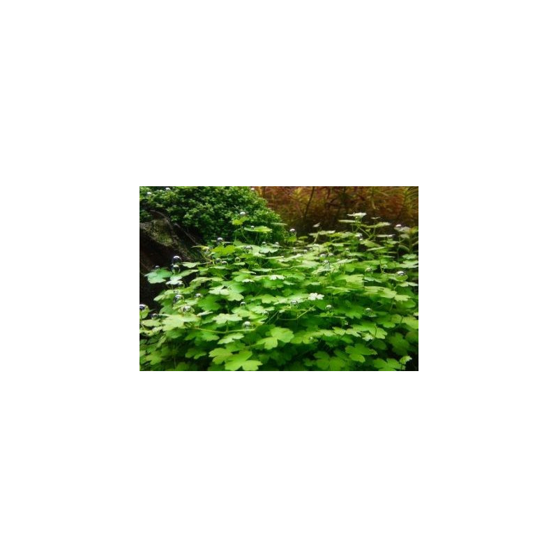 Hydrocotyle tripartita 'Japan'