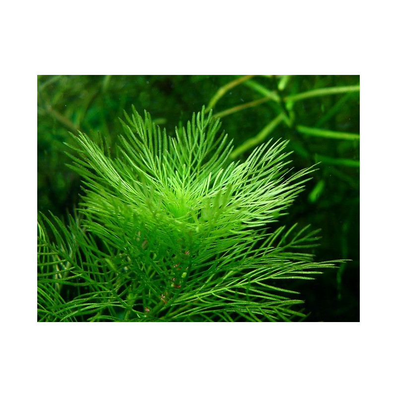 Myriophyllum mattogrossense