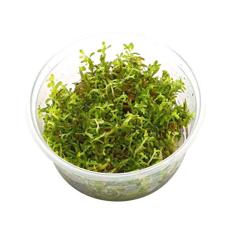 Rotala rotundifolia 'Vietnam H'ra'