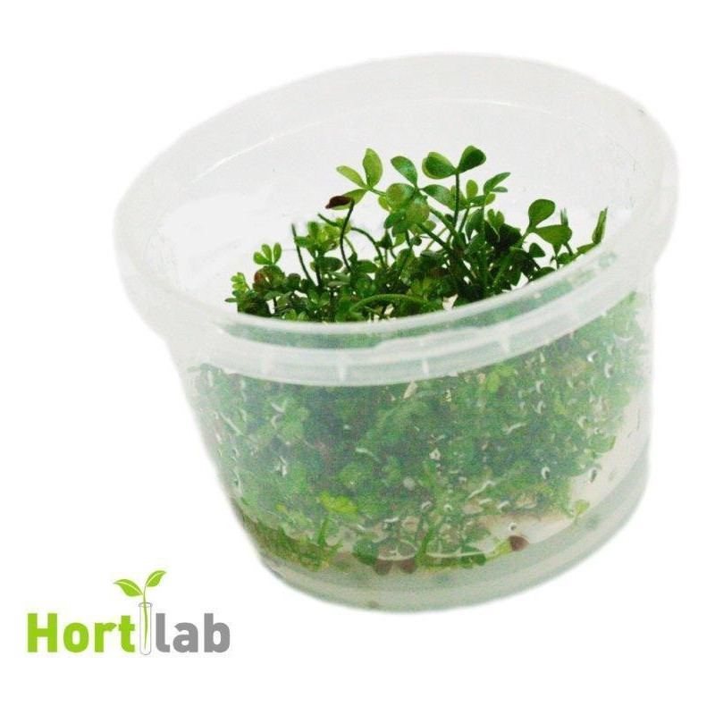 Marsilea hirsuta in Vitro