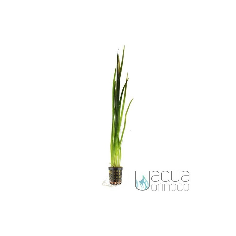 Vallisneria spiralis 'Tiger'