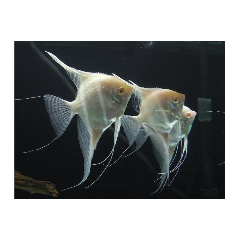 Scalar River Japura Albino - Pterophyllum scalare 3-3,5cm