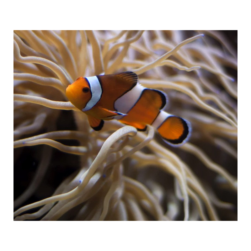 Peixe Palhaço - Amphiprion ocellaris