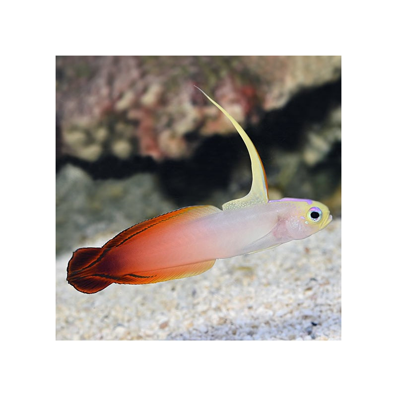 Firefish - Nemateleotris magnifica