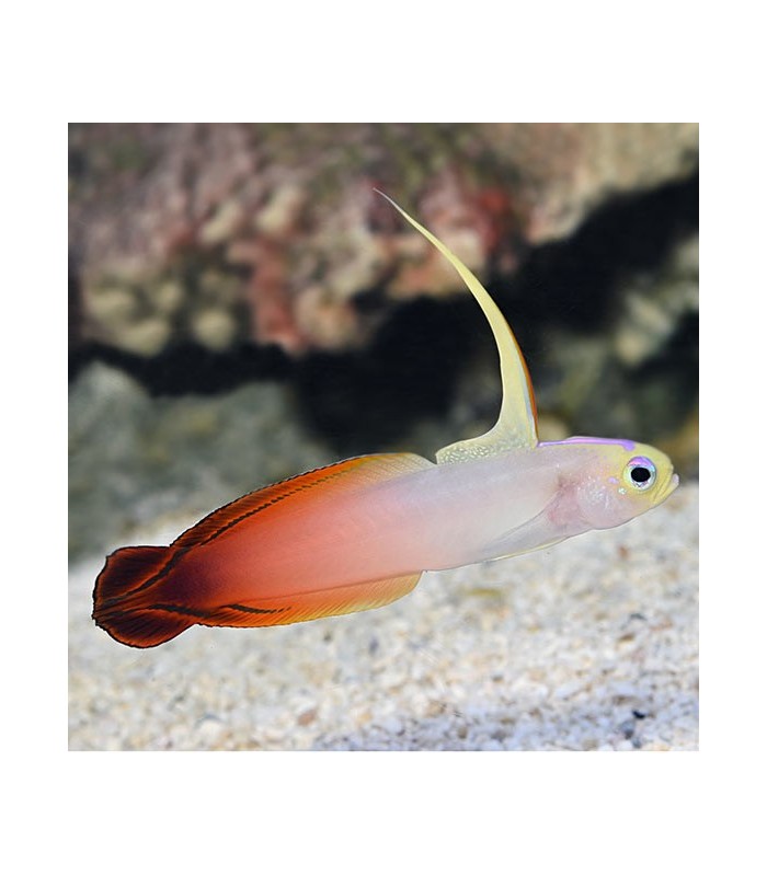 Firefish - Nemateleotris magnifica