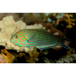 Macropharyngodon ornatus - False Leopard Wrasse Macropharyngodon ornatus - False Leopard Wrasse