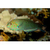 Macropharyngodon ornatus - False Leopard Wrasse