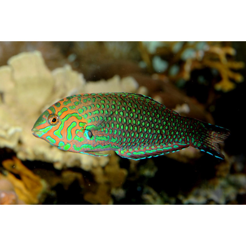 Macropharyngodon ornatus - False Leopard Wrasse