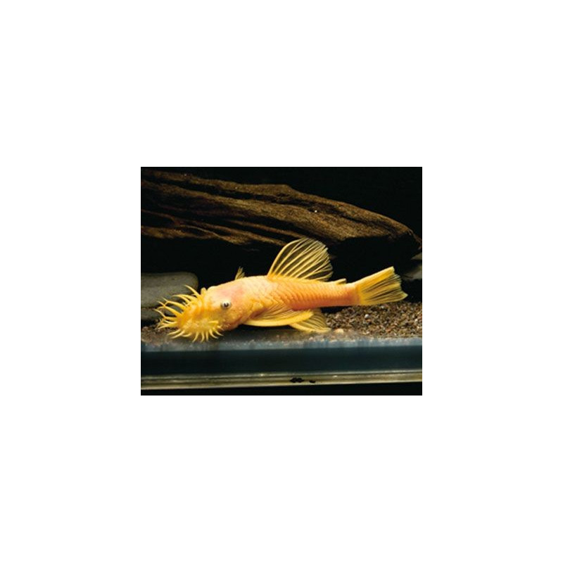 L144 - Ancistrus sp. - 3-4 cm
