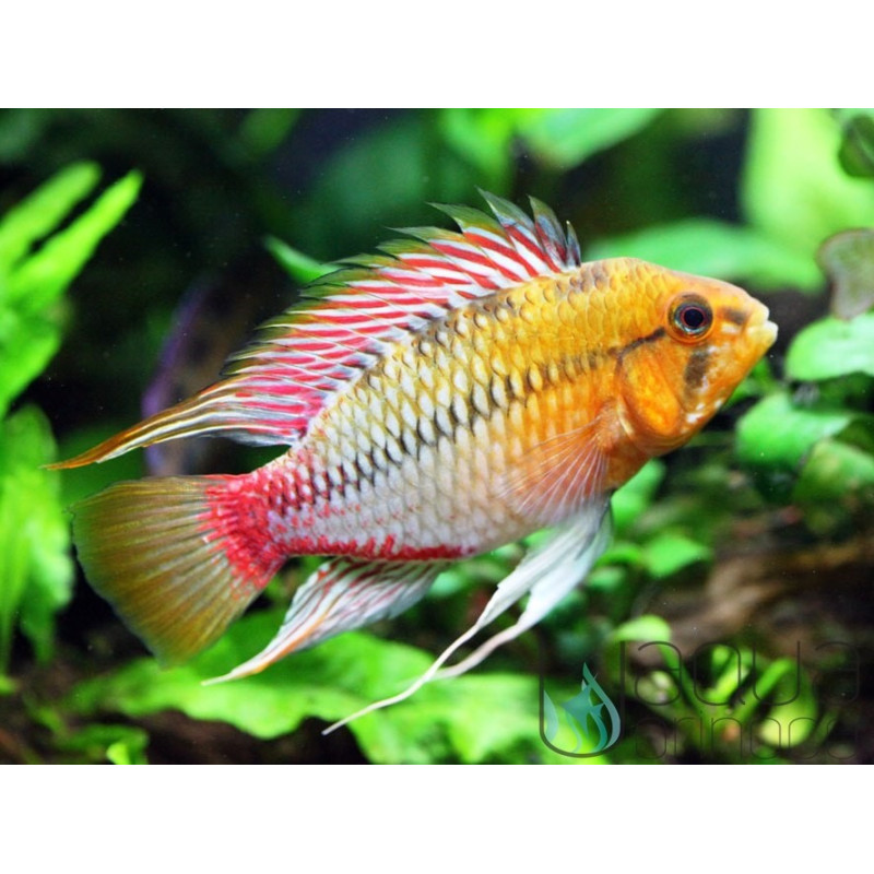 Apistogramma hongsloi