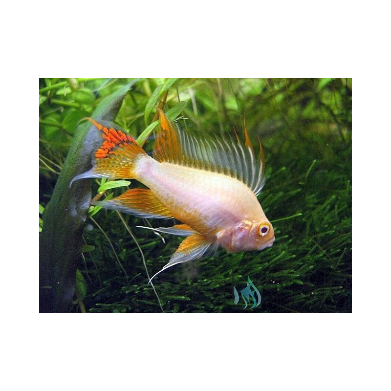 Apistogramma cacatuoides Golden Red