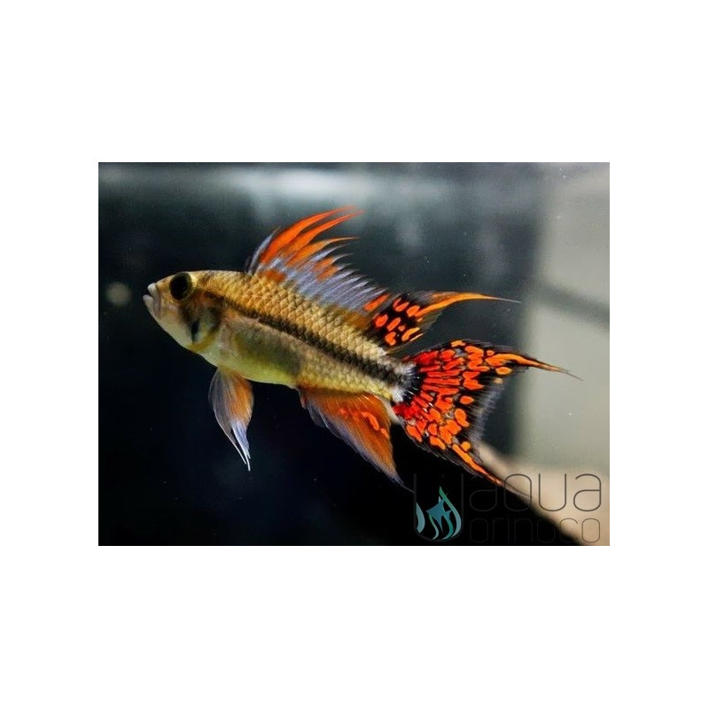 Apistogramma cacatuoides Double Red