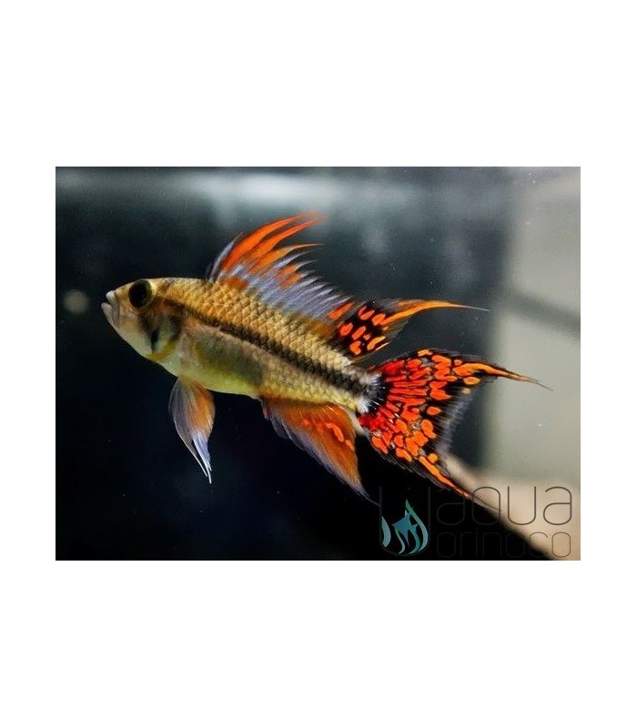 Apistogramma cacatuoides Double Red
