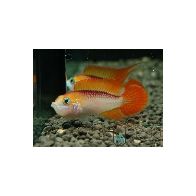 Apistogramma agassizii rojo fuego