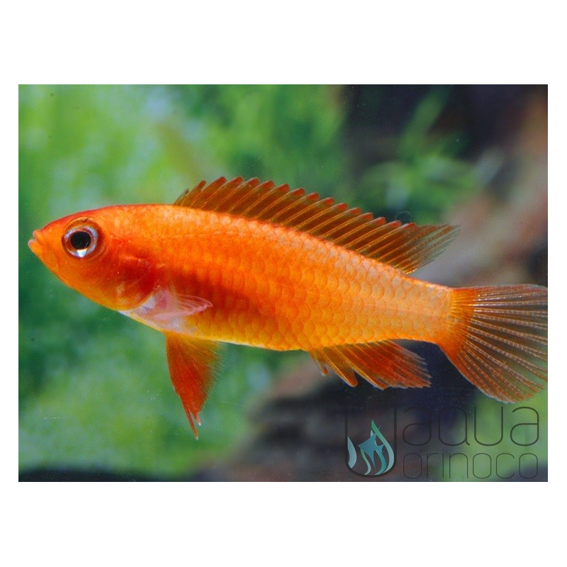 Apistogramma agassizii rojo fuego