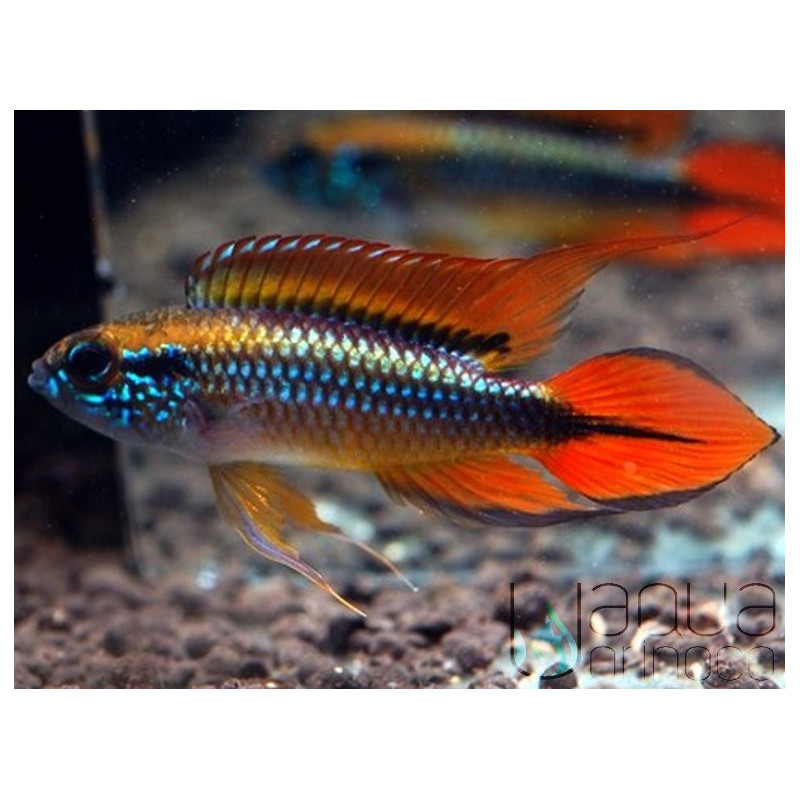 Apistogramma agassizii Double Red