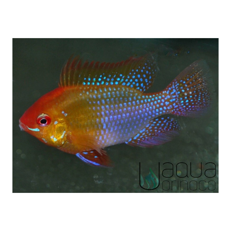 Ramirezi Golden - Mikrogeophagus ramirezi