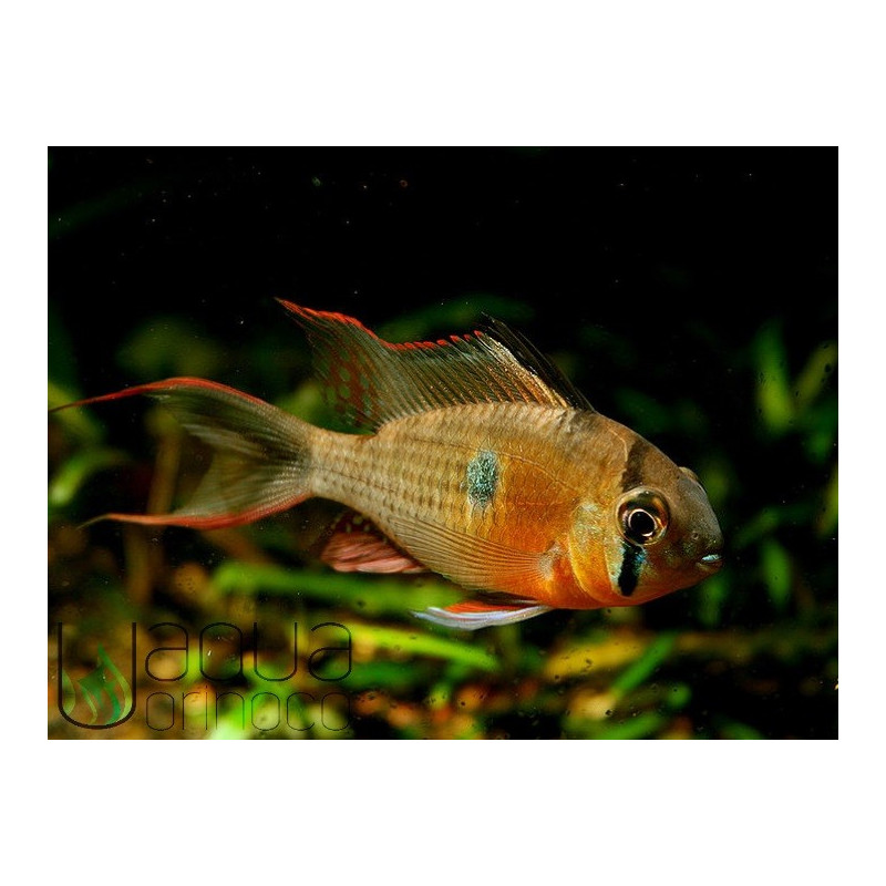 Mikrogeophagus altispinosus - Ramirezi Boliviano