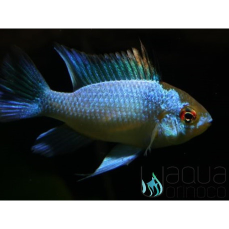 Electric Blue Ram - Mikrogeophagus ramirezi L Electric Blue Ram - Mikrogeophagus ramirezi L