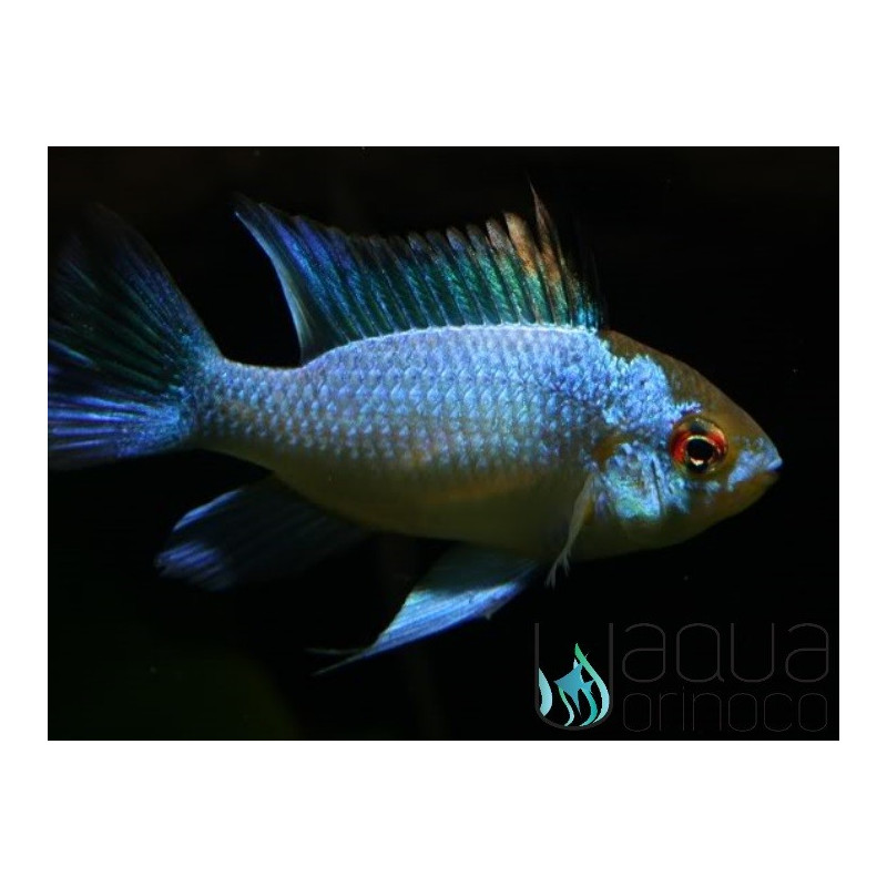 Electric Blue Ram - Mikrogeophagus ramirezi M