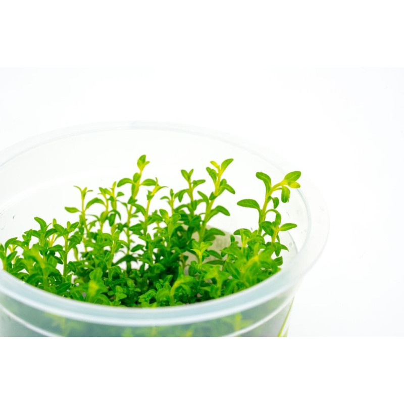 Ludwigia inclinata var. 'Cuba'