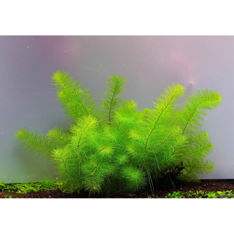 Myriophyllum sp. "Guiana" - In Vitro